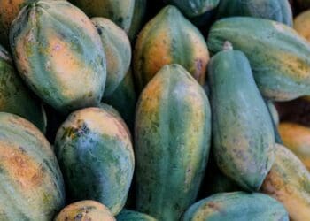 How to grow the perfect papaya in Mzansi