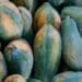 How to grow the perfect papaya in Mzansi
