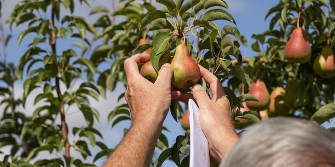 Early yielding and attractive new Cape Blush pear Rosy-Lwazi dazzles export market. Photo: Supplied/Culdevco