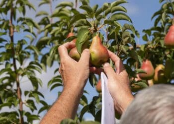 Early yielding and attractive new Cape Blush pear Rosy-Lwazi dazzles export market. Photo: Supplied/Culdevco