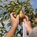 Early yielding and attractive new Cape Blush pear Rosy-Lwazi dazzles export market. Photo: Supplied/Culdevco