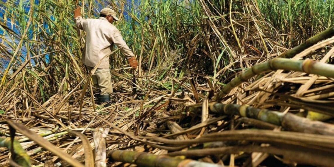 Gledhow Sugar 'confident' about financial future