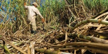 Scrapping the sugar tax is key for survival of the sugarcane industry.