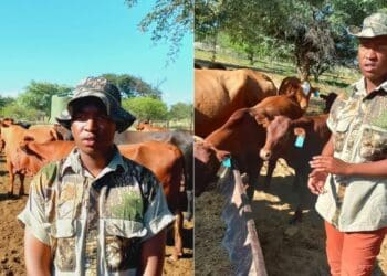 Young livestock farmer wise beyond his years