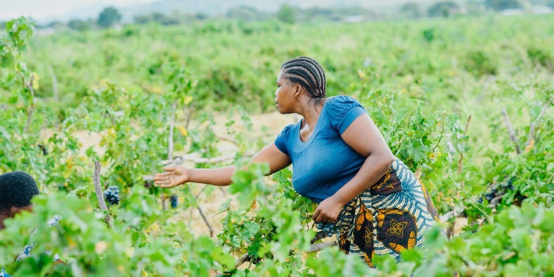 Five reasons why agriculture should drive Africa