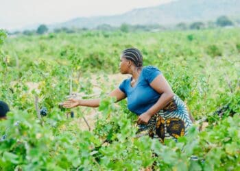 Five reasons why agriculture should drive Africa