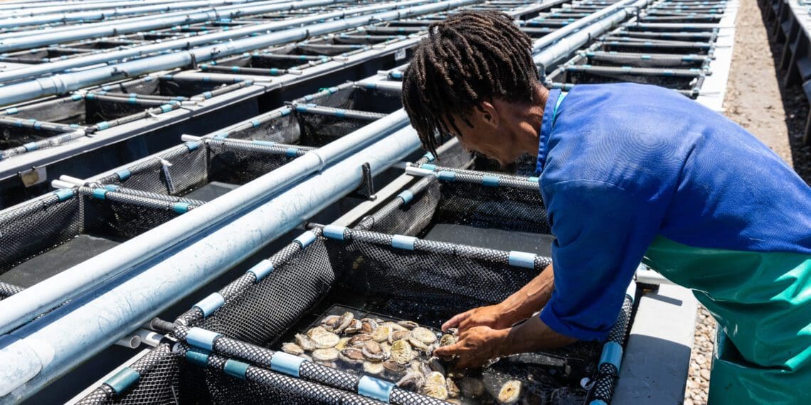 General worker Roderick Coetzee placing the abalone into tubs to be weighed and graded. Photo: Supplied/Ashraf Hendricks
