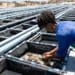 General worker Roderick Coetzee placing the abalone into tubs to be weighed and graded. Photo: Supplied/Ashraf Hendricks
