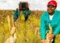 South Africa has a new minimum wage, but agriculture is not happy. Photo: Supplied/Food For Mzansi