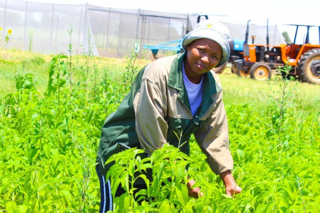 Late rain leaves farmers high and dry during planting season