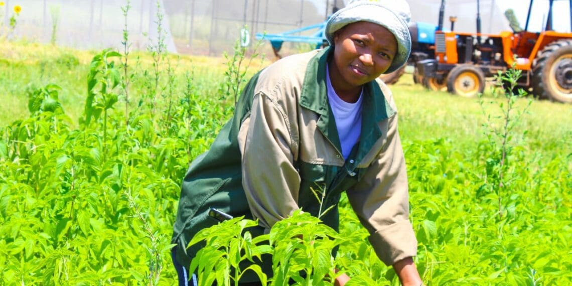 ICYMI: SA-GAP project inspires chia seed journey