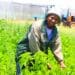 ICYMI: SA-GAP project inspires chia seed journey