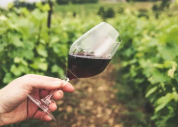 ICYMI: Data is king in Vinpro's pilot programme