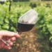 ICYMI: Data is king in Vinpro's pilot programme