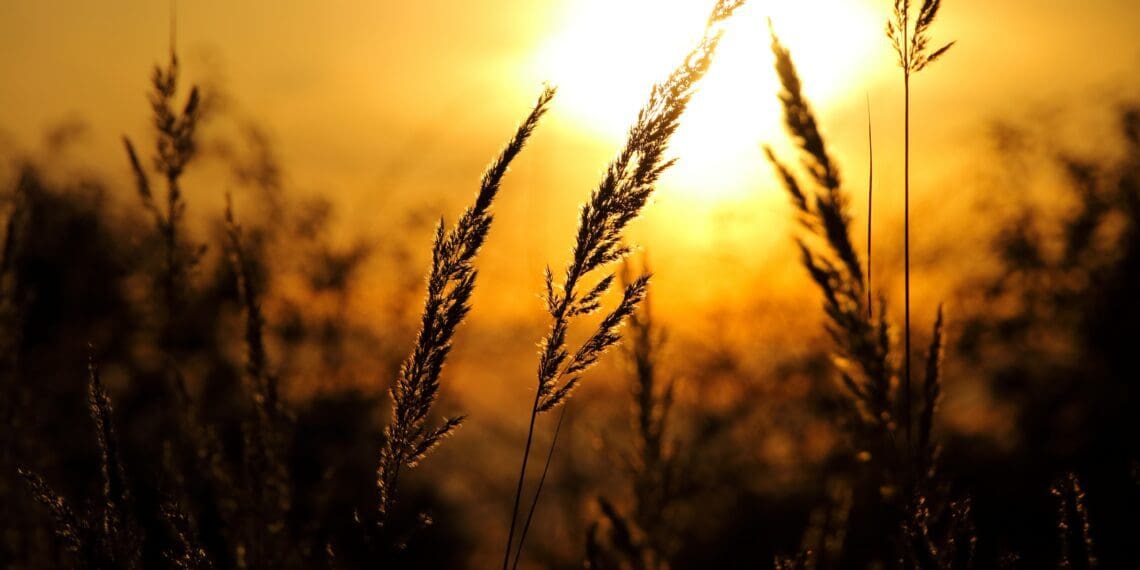 How to safeguard crops during hot weather