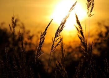 How to safeguard crops during hot weather