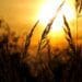 How to safeguard crops during hot weather