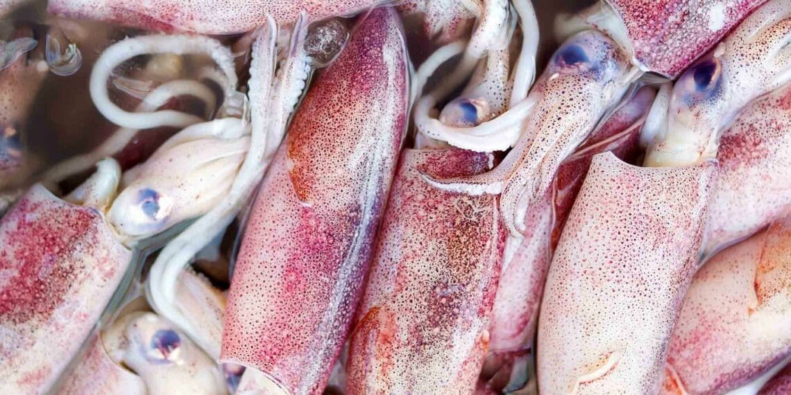 FRAP: Phase three of the appeals process deals with the tuna pole line and squid sectors. Photo: Supplied/Food For Mzansi