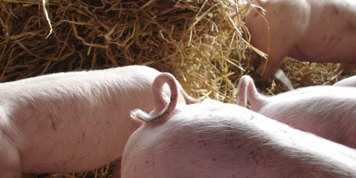 Tail biting can be sporadic or chronic and is a behavioural problem most commonly found in growing pigs. Photo: Supplied/Food For Mzansi