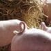 Tail biting can be sporadic or chronic and is a behavioural problem most commonly found in growing pigs. Photo: Supplied/Food For Mzansi
