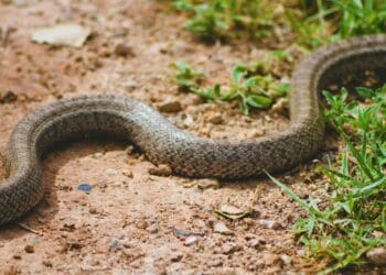 Anti-snake venom shortage is 'very serious'