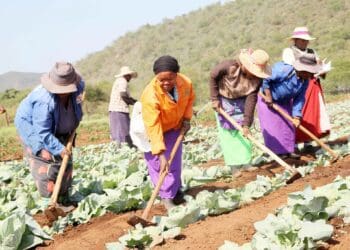 KwaZulu-Natal are faced with poverty and unemployment, rural authorities and government cannot fold arms one expert said. Photo: Supplied/Food For Mzansi