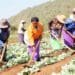 KwaZulu-Natal are faced with poverty and unemployment, rural authorities and government cannot fold arms one expert said. Photo: Supplied/Food For Mzansi