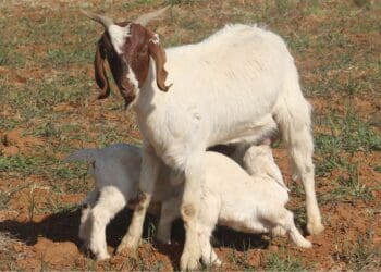 The Western Cape and Eastern Cape department of agriculture have tabled their budgets for the 2023/24 financial year. Photo: Supplied/EC DRDAR