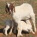 The Western Cape and Eastern Cape department of agriculture have tabled their budgets for the 2023/24 financial year. Photo: Supplied/EC DRDAR