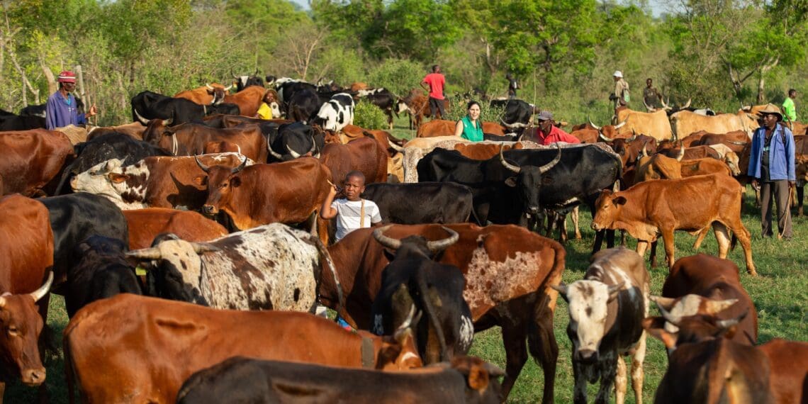 'Bridge the gaps that block smallholder farmers'