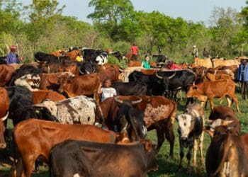 'Bridge the gaps that block smallholder farmers'