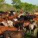'Bridge the gaps that block smallholder farmers'