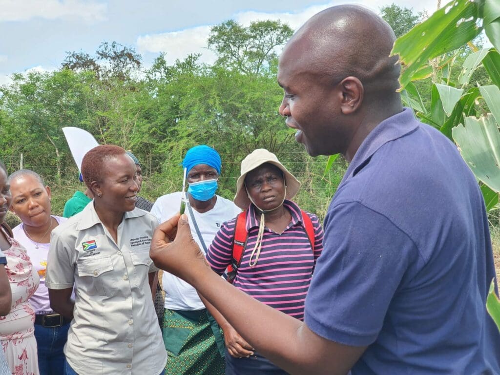 Biotech maize demonstration trials and responsible use of crop protection solutions. Photo: Supplied/Liza Bohlman