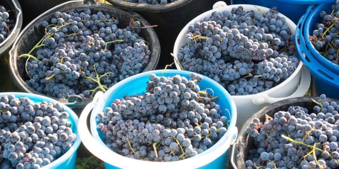 ICYMI: Cooler season drives top-quality wines
