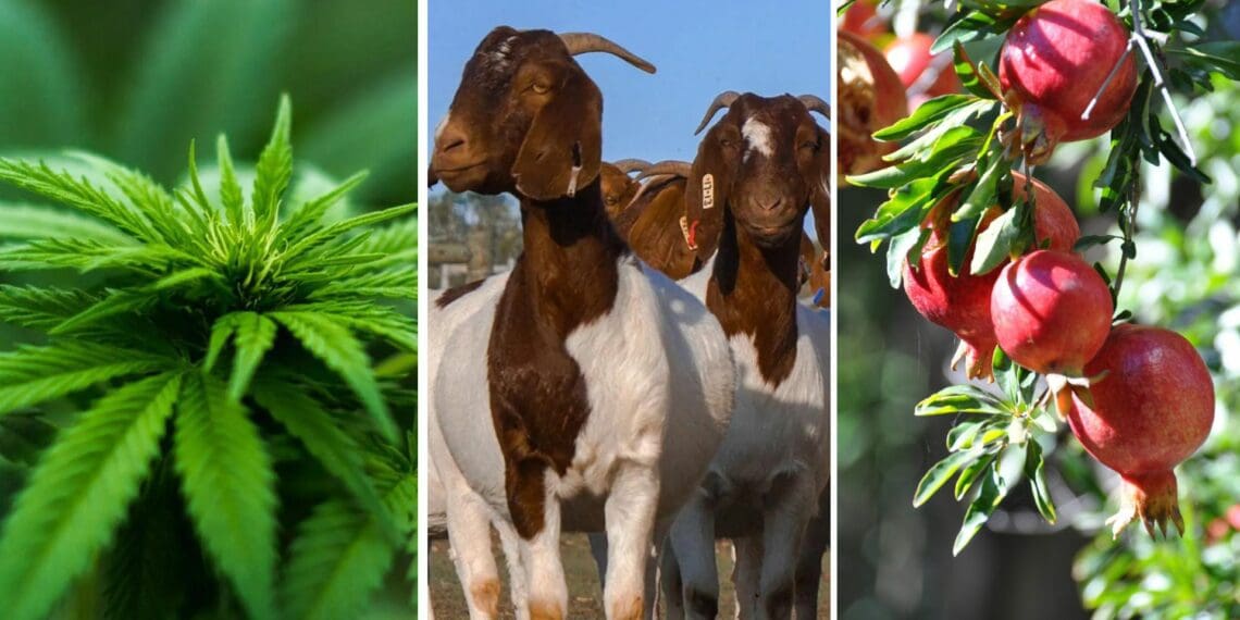 This week’s agri events: 20 to 24 March 2023