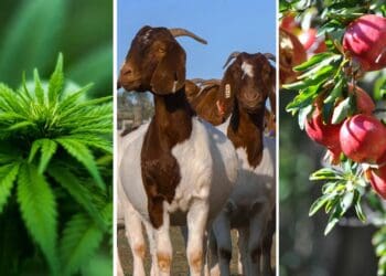 This week’s agri events: 20 to 24 March 2023