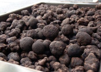 Podcast: How to perfect truffle growing in SA