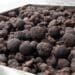Podcast: How to perfect truffle growing in SA