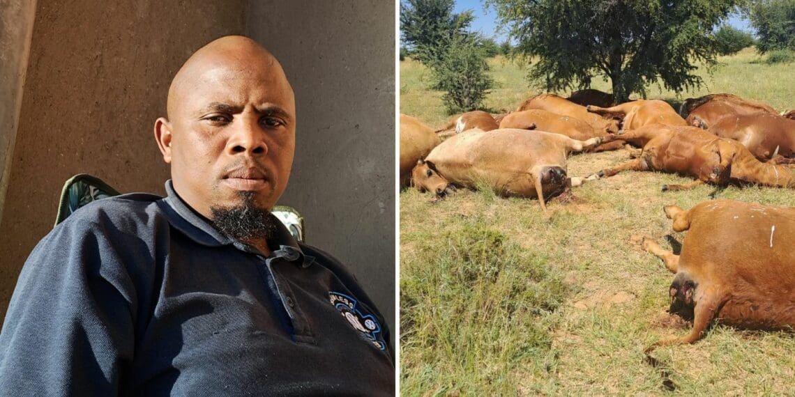 Update: NW Dept to meet owners of dead cattle