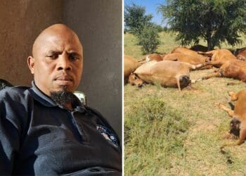 Update: NW Dept to meet owners of dead cattle