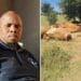 Update: NW Dept to meet owners of dead cattle