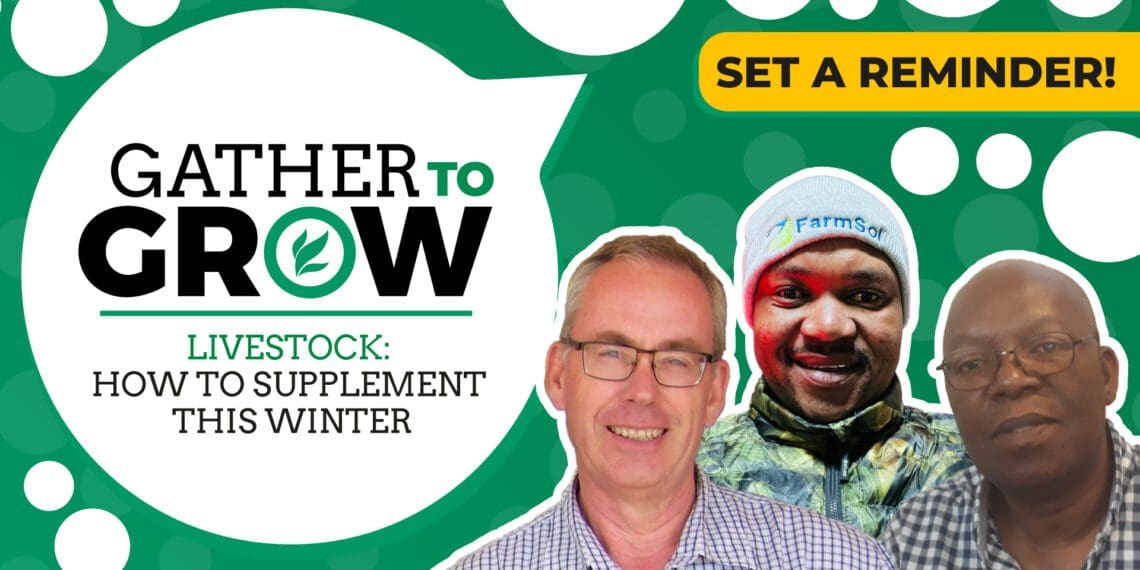 This week’s events include a Gather To Grow session on Twitter, a production input handover, a farmer's camp, a memorial lecture, a fertiliser and soil health summit, a webinar on the energy crisis, and goat farming training. Photo: Supplied/Food For Mzansi