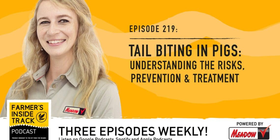 Podcast: The dangers of tail biting in pigs