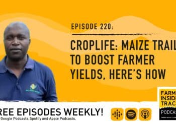 Podcast: Biotech maize trails to boost yields