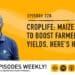 Podcast: Biotech maize trails to boost yields