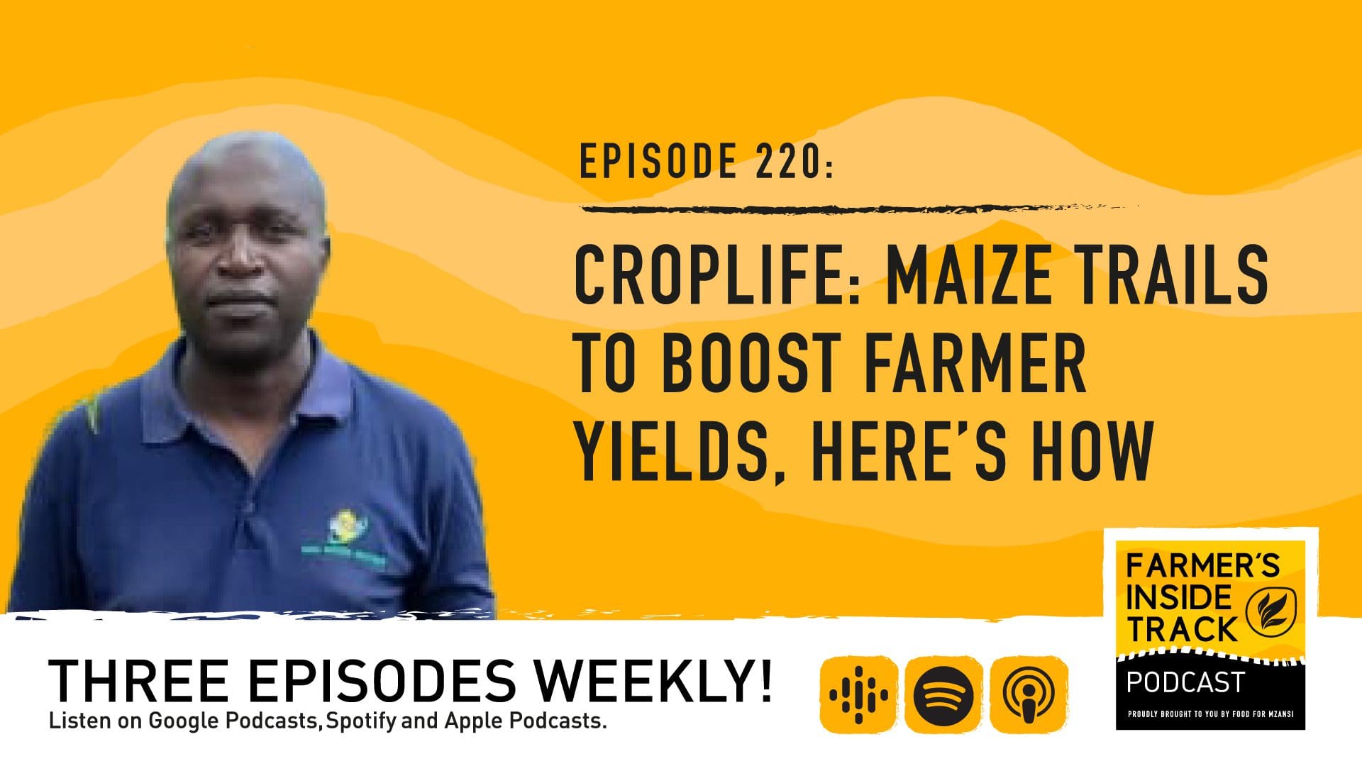 Podcast: Biotech maize trials to boost yields - Food For Mzansi