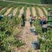 Reality: Rights of farmworkers are not respected