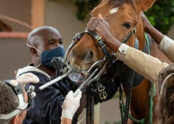 Horse vaccines 'on the way' amid AHS outbreak