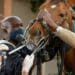 Horse vaccines 'on the way' amid AHS outbreak