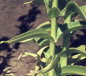 DIY first aid: Five ways to treat livestock injuries